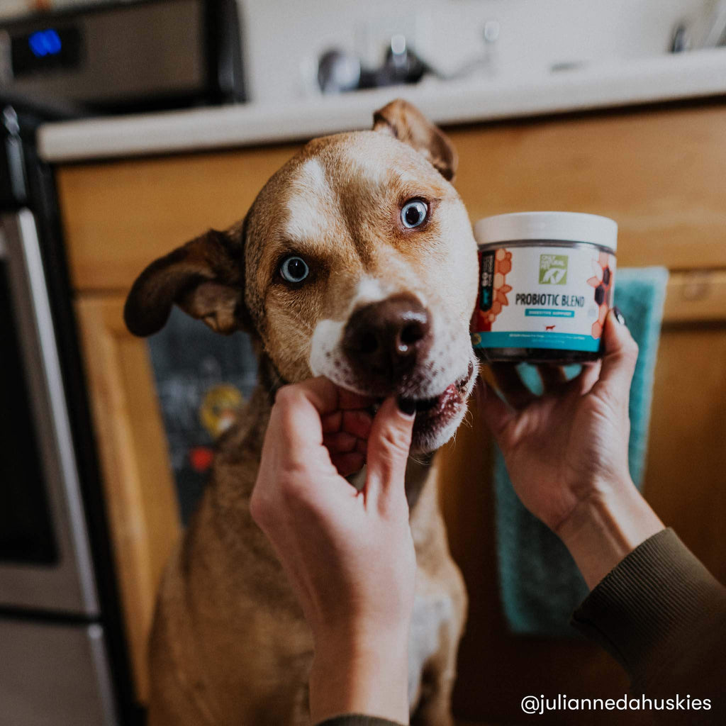 Probiotic Blend Digestive Support Soft Chews for Dogs